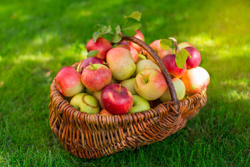 Grape apples in the basket