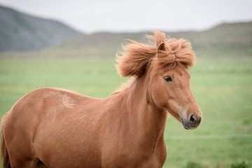 Chestnut horse in a pasture in Iceland