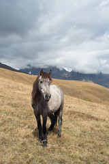 Grey horse in the mountains