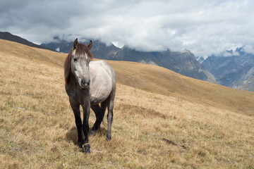 Fototapeta premium Grey horse in the mountains