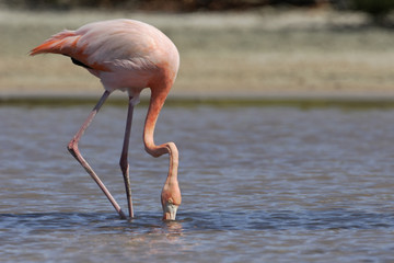 Galapagos Greater Flamingo (Phoenicopterus Ruber) searching food, Las Bachas Beach, Santa Cruz, Galapagos Islands