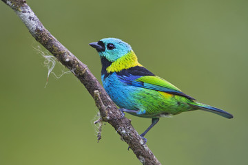 Green-headed tanager (Tangara seledon) on branch in garden, Itanhaem, Brazil