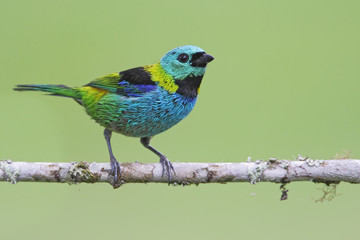 Green-headed tanager (Tangara seledon) on branch in garden, Itanhaem, Brazil