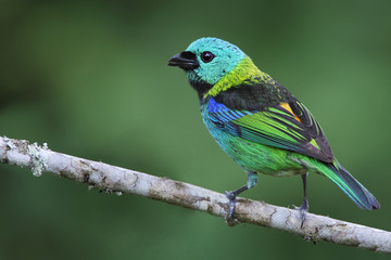 Green-headed tanager (Tangara seledon) on branch in garden, Itanhaem, Brazil