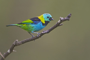 Green-headed tanager (Tangara seledon) on branch in garden, Itanhaem, Brazil