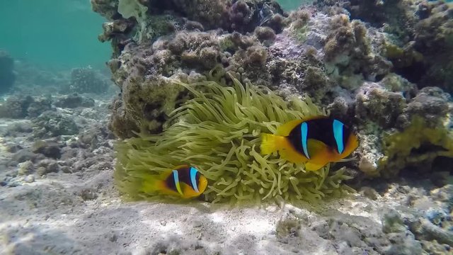 Clownfische unter Wasser im Roten Meer in Anemone