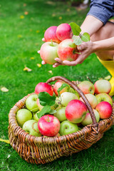 Woman's hands holding apples over wicker basket at autumn garden