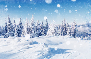 winter landscape trees and fence in hoarfrost, background with s