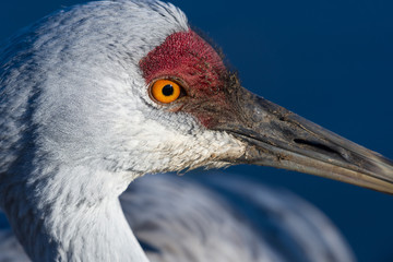 Close-up of the head of a sandhill crane