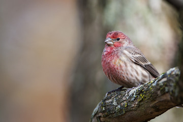 House Finch (Haemorhous mexicanus) male sitting on tree branch, Amherst Island, Canada