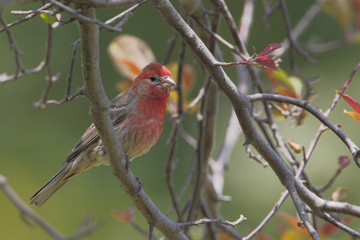 House Finch (Haemorhous mexicanus) male sitting on branch, Bombay Hook NWR, Delaware, USA 