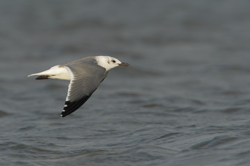 Laughing gull (Leucophaeus atricilla) flying, Bolivar peninsula, Texas, USA