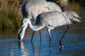 Two Sandhill cranes feeding in a pond at the Reifel bird refuge. © lexfosse