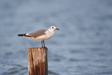 Laughing gull (Leucophaeus atricilla) flying, Bolivar peninsula, Texas, USA