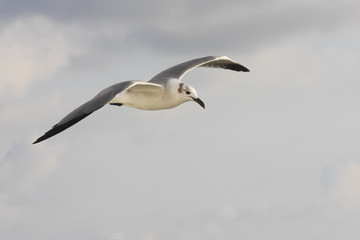 Laughing gull (Leucophaeus atricilla) flying, Bolivar peninsula, Texas, USA