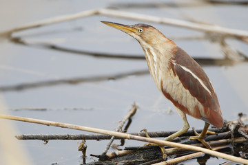 Least bittern (Ixobrychus exilis) in marsh habitat, Bombay Hook NWR, Delaware, USA