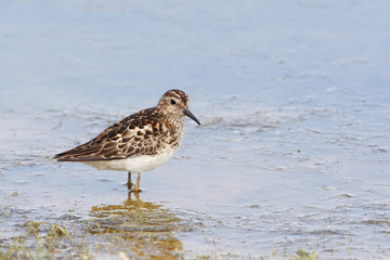  Least sandpiper (Calidris minutilla), Cape May State Park, New Jersey, USA