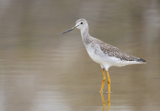 Lesser yellowlegs (Tringa flavipes) standing in water, Cabo Rojo Salt Flats, Puerto Rico
