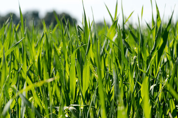 infinity green fields after rainy morning