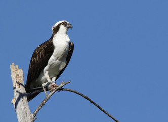 Fototapeta premium An Osprey (Pandion haliaetus) perched on a dead tree at Ft. Desoto State Park in Tierra Verde, Florida.