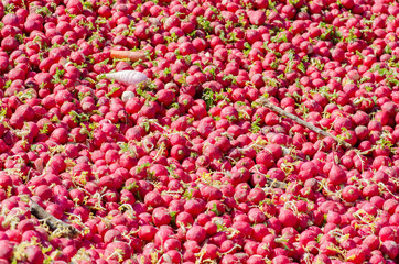 lot of radish for horses feeding