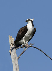 An Osprey (Pandion haliaetus) perched on a dead tree at Ft. Desoto State Park in Tierra Verde, Florida.