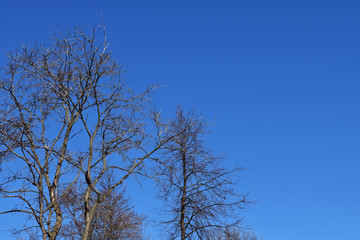 Empty trees without leaves in early spring against a blue sky on a clear day.