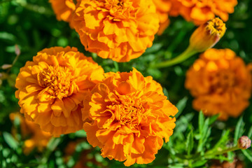 Bright orange marigolds growing in the garden in the sunshine.