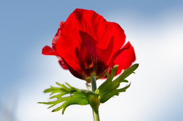 blossoming of red anemone flowers on blue sky background