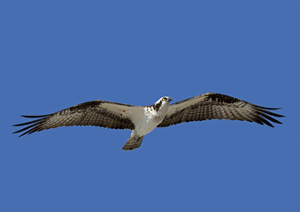An Osprey (Pandion haliaetus) soars under a clear blue sky.