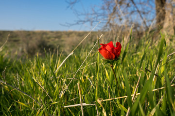 blossoming of red anemone flowers on blue sky background