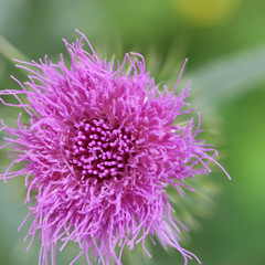 Thistle