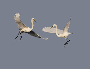 Obraz premium Great Egrets (Ardea alba) face off in a fight over fish under a clear blue sky.