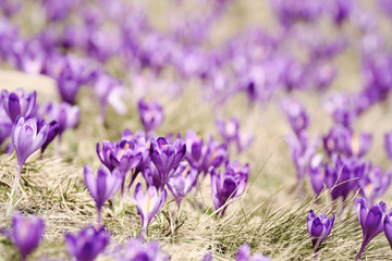 Beautiful violet crocuses flower growing on the dry grass, the first sign of spring. Seasonal easter background.