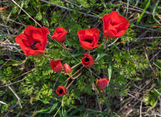 Obraz premium blossoming of red anemone flowers at springtime