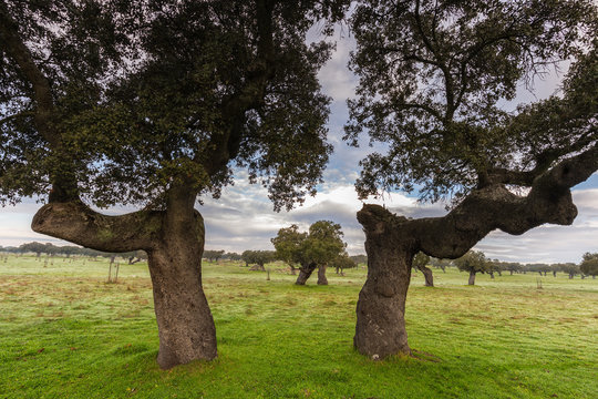 Pasture. Quercus ilex. Arroyo de la luz. Caceres province. Extremadura. Spain.