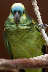 Turquoise fronted parrot