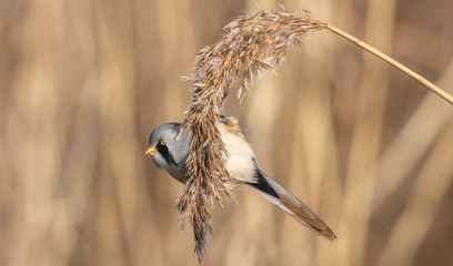 vogel