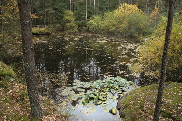 Waldsee