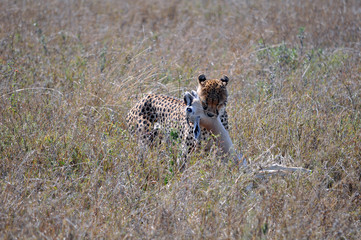 Cheetah posing with fresh kill