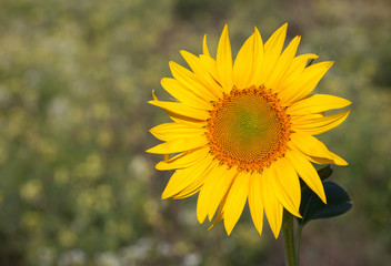 One bright, blooming sunflower close-up on the field.