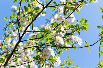 Blooming apple tree