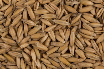 natural oat grains background, closeup