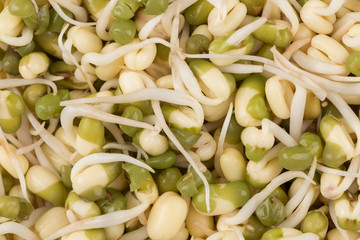 Pea seeds with sprouts close up