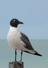 Laughing Gull (Leucophaeus atricilla) standing on post overlooking the Gulf of Mexico.