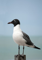 Laughing Gull (Leucophaeus atricilla) standing on post overlooking the Gulf of Mexico.