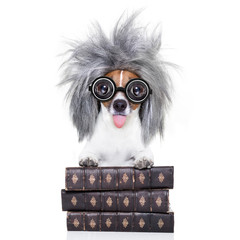 intelligent smart  dog with books
