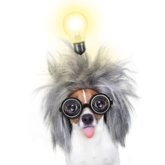 intelligent smart  dog with an idea
