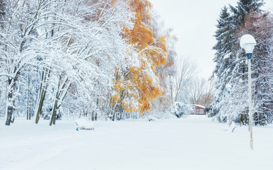 October mountain beech forest with first winter snow 