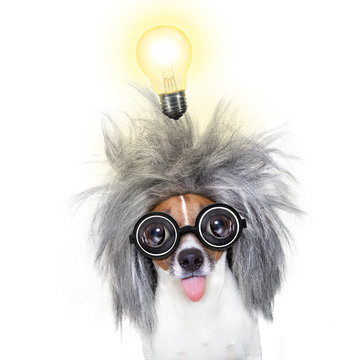 intelligent smart  dog with an idea
